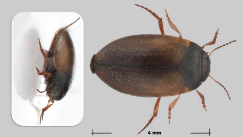 Hydroporus planus